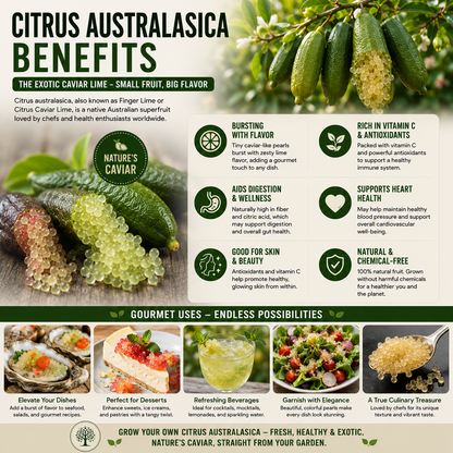 Grow Two Rare Fruits from One Garden Kit –🌿Citrus australasica🍋 & 🌱Synsepalum dulcificum🍇-Rush