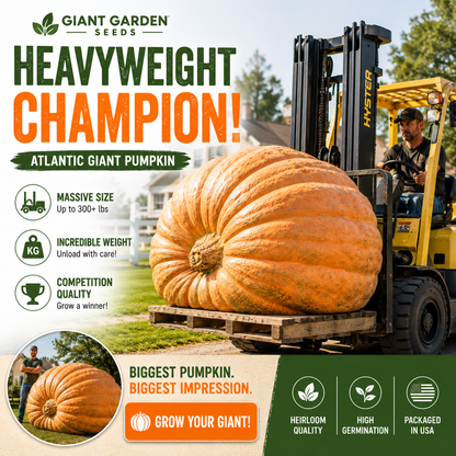 Atlantic Giant Pumpkin Seeds – Grow Massive Backyard Pumpkins for Halloween, Family Fun & Giant Harvests-Rush