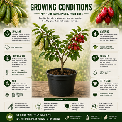 Grow Two Rare Fruits from One Garden Kit –🌿Citrus australasica🍋 & 🌱Synsepalum dulcificum🍇-Rush