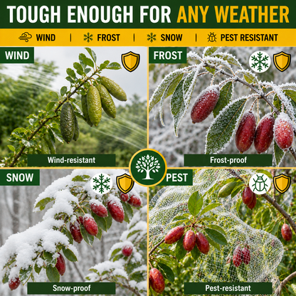 Grow Two Rare Fruits from One Garden Kit –🌿Citrus australasica🍋 & 🌱Synsepalum dulcificum🍇-Rush